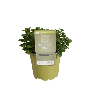 Minze Marokko 'SunnyHerbs'