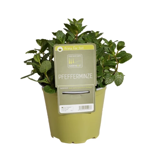 Pfefferminze 'SunnyHerbs'