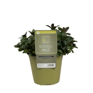 Minze Schokolade 'SunnyHerbs'