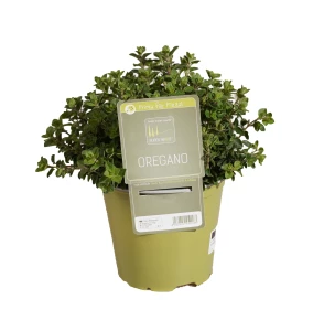 Oregano 'SunnyHerbs'