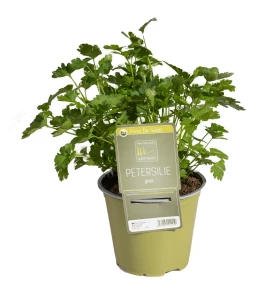 Petersilie Glatt 'SunnyHerbs'