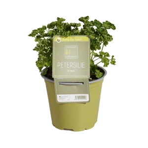 Petersilie Kraus 'SunnyHerbs'