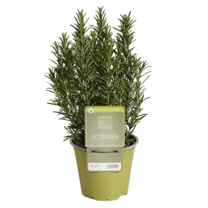 Rosmarin aufrecht 'SunnyHerbs'