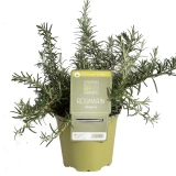 Rosmarin hängend 'SunnyHerbs'