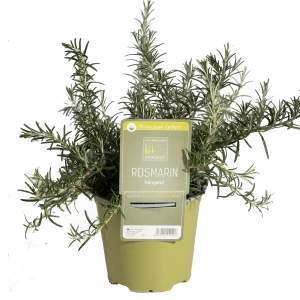 Rosmarin hängend 'SunnyHerbs'