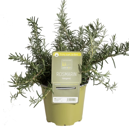 Rosmarin hängend 'SunnyHerbs'