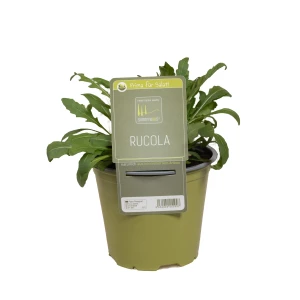 Rucola 'SunnyHerbs'