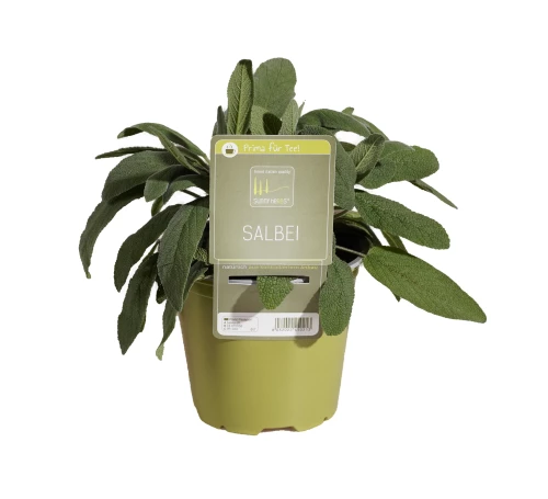 Salbei 'SunnyHerbs' 