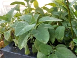 Salbei 'SunnyHerbs' 