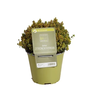 Zitronenthymian gelb 'SunnyHerbs'