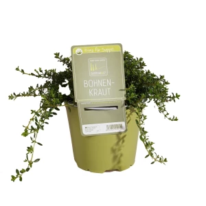 Winterbohnenkraut 'SunnyHerbs'