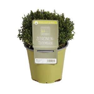 Zitronenthymian grün 'SunnyHerbs'