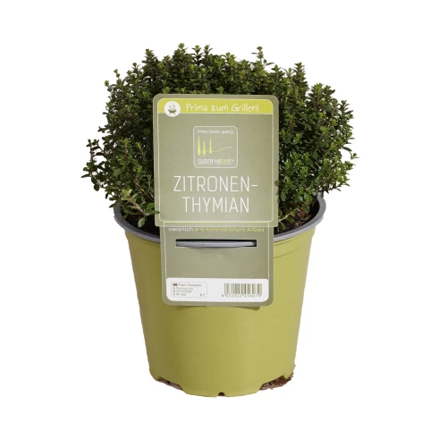 Zitronenthymian grün 'SunnyHerbs'