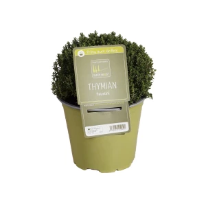 Gewürzthymian Faustini 'SunnyHerbs'