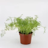 Dill 'Frisch vom Gärtner'