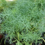 Dill 'Frisch vom Gärtner'