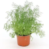 Dill 'Frisch vom Gärtner'