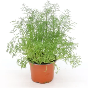 Dill 'Frisch vom Gärtner'