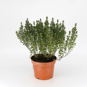 Thymian 'Frisch vom Gärtner'
