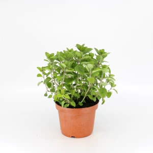 Oregano 'Frisch vom Gärtner'