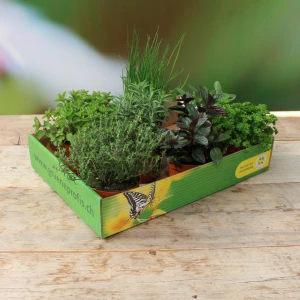 PflanzenBox 'Kräuter', mind.