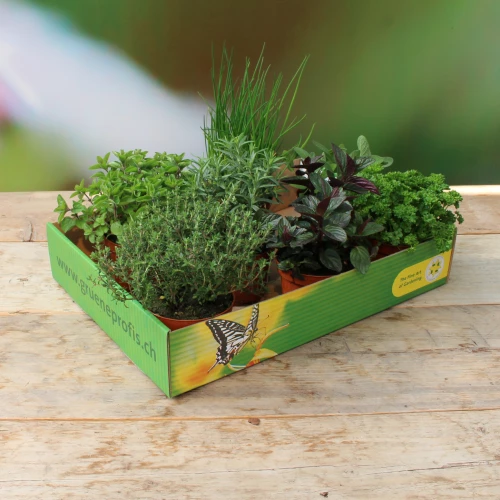 PflanzenBox 'Kräuter', mind.