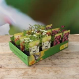 PflanzenBox Stauden