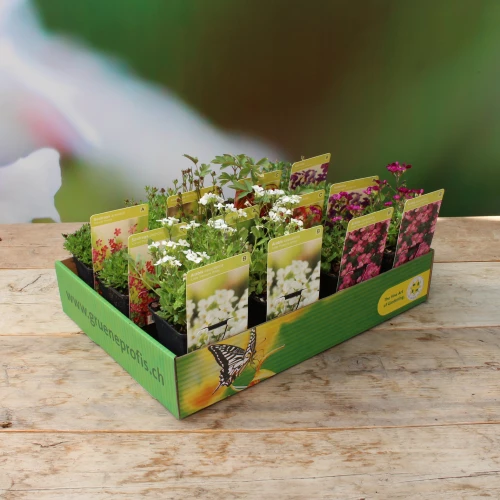 PflanzenBox Stauden