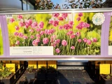 PflanzenBox Stauden