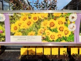 PflanzenBox Stauden