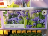 PflanzenBox Stauden