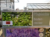 PflanzenBox Stauden