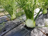 Setzlinge 'Knollenfenchel'