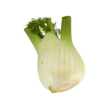 Setzlinge 'Knollenfenchel'