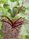 Setzlinge 'Randen'