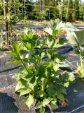 Setzlinge 'Stangensellerie'