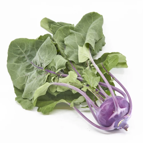 Setzlinge 'Kohlrabi blau'