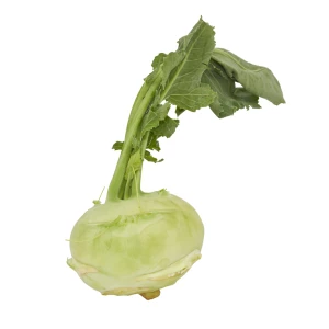 Setzlinge 'Kohlrabi weiss'