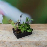 Setzlinge 'Rotkabis'