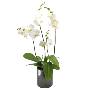 Phalaenopsis weiss