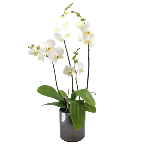 Phalaenopsis weiss
