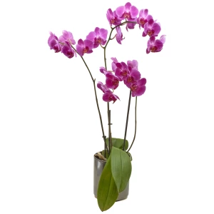 Phalaenopsis rosa