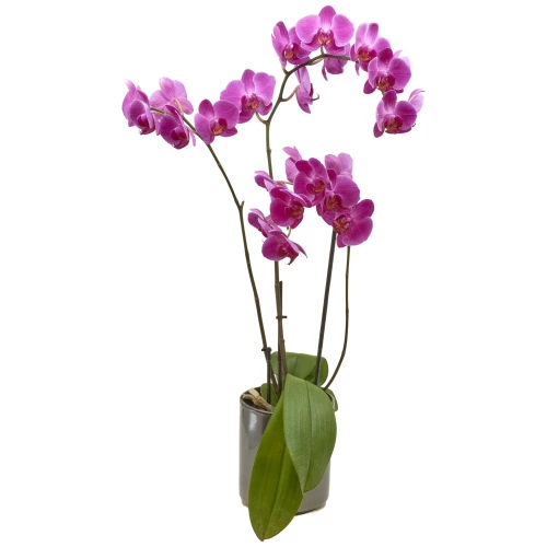 Phalaenopsis rosa