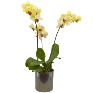 Phalaenopsis gelb