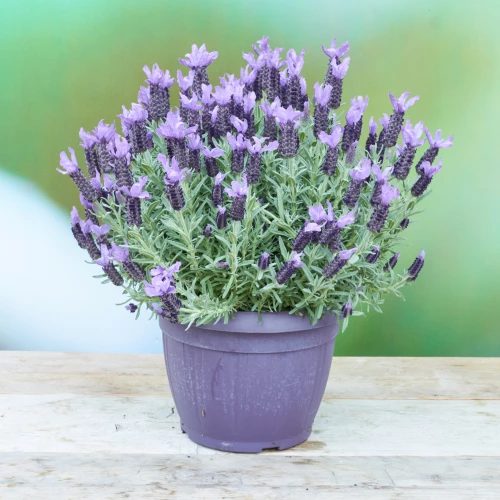 Lavendel Stoechas 'SunnyHerbs'