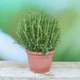 Rosmarin aufrecht 'SunnyHerbs'