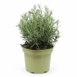 Rosmarin aufrecht 'SunnyHerbs'