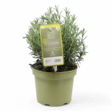 Rosmarin aufrecht 'SunnyHerbs'