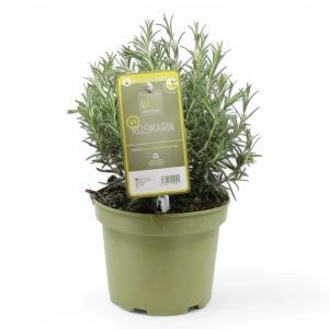 Rosmarin aufrecht 'SunnyHerbs'