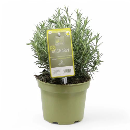 Rosmarin aufrecht 'SunnyHerbs'